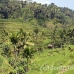 rice_ubud_h_0046_bal0861.jpg
